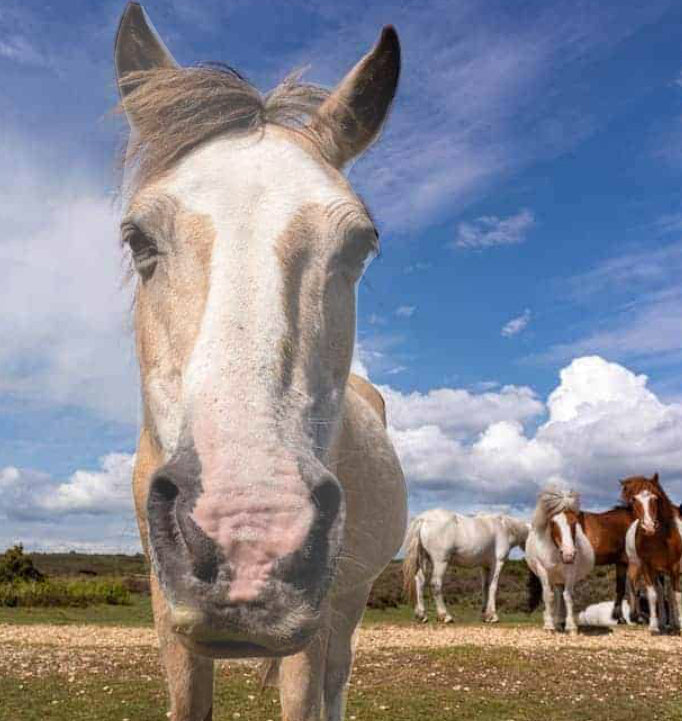 Horse Health & Pest Control