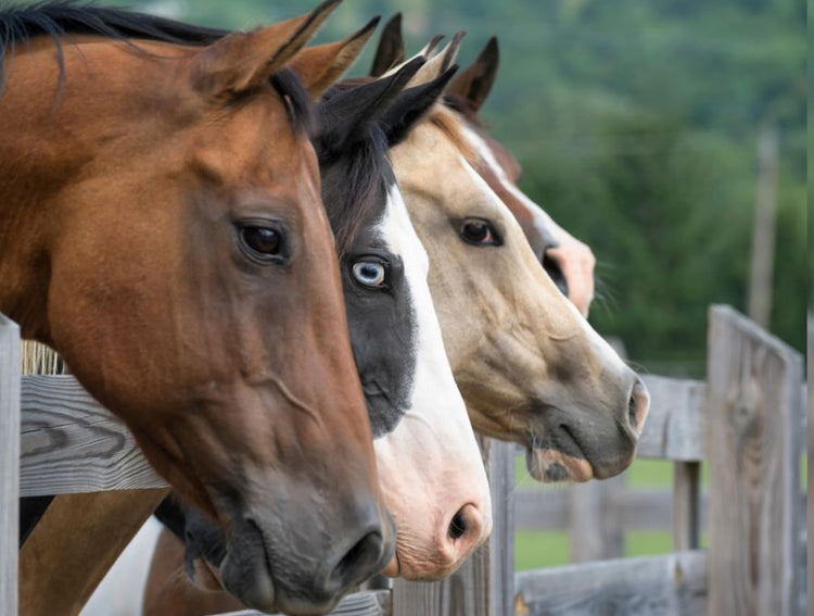 Horse Treats & Grooming